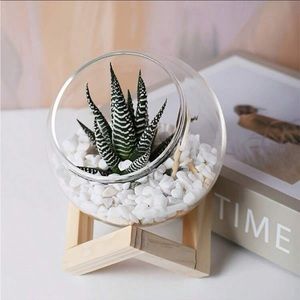 🌵 Cactus/ Succulent/Air Plants Glass Planter with Wooden Stand